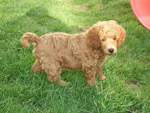 Poodle